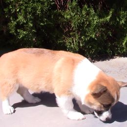 Pembroke Welsh Corgi Puppies from Sunrise Corgis Los Angeles