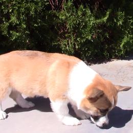 Pembroke Welsh Corgi Puppies from Sunrise Corgis Los Angeles