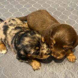 WILLOW CKC FULL RIGHTS - Chocolate and tan female Dachshund puppy in Elizabethtown, Kentucky from Teeny Tiny Puppy Tails