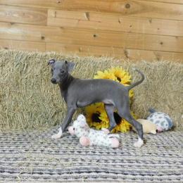 Bianca Female 1 - Blue female Italian Greyhound puppy in Sparta Tn And Caryville Fl, Tennessee from Summerwind Kennel