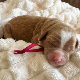 Jingle - Red  female Goldendoodle puppy in Apopka, Florida from The Classic Doodle