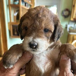 Sawatch, 4 weeks old - Wheaten female Whoodle puppy in Crawford, Colorado from Saddle Mountain Doodles