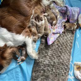 Barons - Blenheim male Cavalier King Charles Spaniel puppy in North Bay Village, Florida from Cynthia's Cavaliers