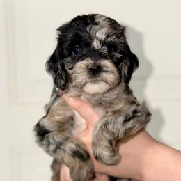 Bunny - Blue Merle - Merle female Australian Labradoodle puppy in Beecher, Illinois from Erica’s Doodles