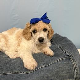 Honey - Parti female Poodle puppy in Conway, Arkansas from Arkansas River Poodles