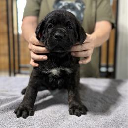 Green - Black brindle male Cane Corso puppy in Paris, Texas from Knucklehead Cane Corso