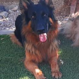 "Juliette vom Schonwasser, daughter of Isabella " German Shepherd Puppies from Schonwasser Shepherds