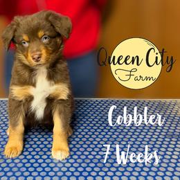 Cobbler (blue) - Red tri-color female Australian Shepherd puppy in Falmouth, Kentucky from Queen City Farm