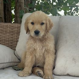 Goldendoodle and Golden Retriever Puppies from Golden Haven Doodles