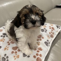 Jacob - Red brindle male Havanese puppy in Independence, Iowa from EClair's Havanese