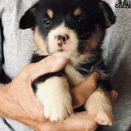 Pembroke Welsh Corgi Puppies from Flyin H Corgi’s