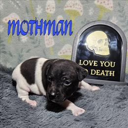 Mothman - White and black male Rat Terrier puppy in Lynn, Alabama from Cryptic Rat Terriers