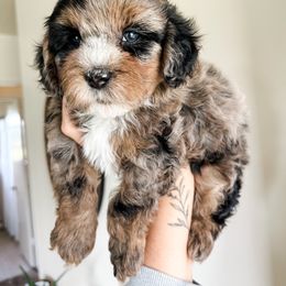 Cockapoo Puppies from Cockapoo puppies and co.
