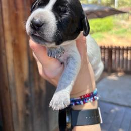 Parsley - green collar - Black roan male German Shorthaired Pointer puppy in Mokelumne Hill, California from Underhill GSP