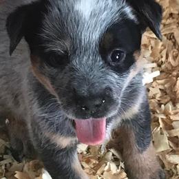 Australian Cattle Dog Puppies from Australian cattle dog company