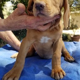 Ika - Red and white Transylvanian Hound puppy in Rough And Ready, California from Royal Transylvanian Hounds