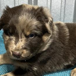 Australian Shepherds from Owl Hollow Farm