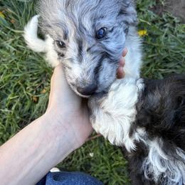 Aussiedoodle, Australian Shepherd, and Poodle Puppies from Love my doodles/ Aussiedoodle love