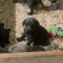 Basset Hound and Labrador Retriever Puppies from Porter Kennels
