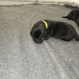 Mellow Yellow Girl 3 - Labrador Retriever puppy from Foundation Retrievers