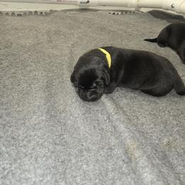 Mellow Yellow Girl 3 - Labrador Retriever puppy from Foundation Retrievers