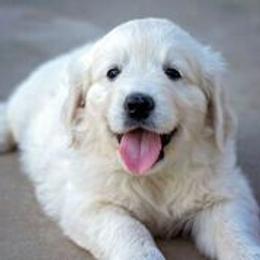 Golden Retriever Puppies from Trusted Valley Retrievers