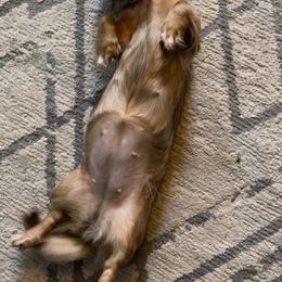 Dachshunds from Duke Rose Dachshunds