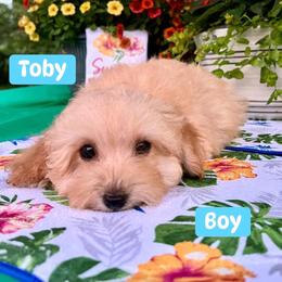 Toby - Apricot male Poodle puppy in Joplin, Missouri from 4 States Mini Dachshunds & Mini Poodles