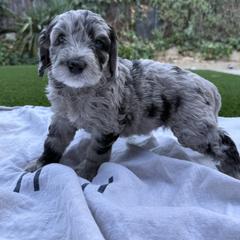 Girl 3 - female Australian Mountain Doodle puppy in Fullerton, California from Emerald Creek Doodles