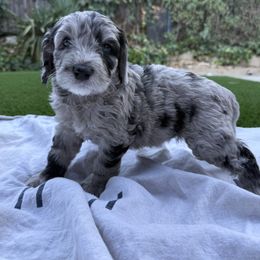 Girl 3 - female Australian Mountain Doodle puppy in Fullerton, California from Emerald Creek Doodles