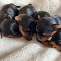 Yorkshire Terriers from Moralez Yorkies