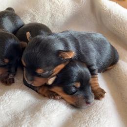 Yorkshire Terriers from Moralez Yorkies
