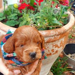 Green - Apricot male Goldendoodle puppy in Little Rock, Arkansas from Adorable Mini Doodles LLC