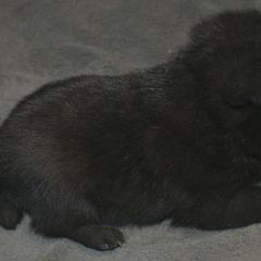 Schipperke Puppies from Delilah's Schipperkes