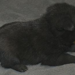 Schipperke Puppies from Delilah's Schipperkes