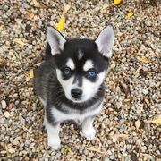 Alaskan Klee Kai and Labrador Retriever Puppies from Family Friendly Labradors & Klee Kai