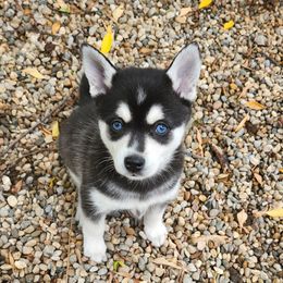 Alaskan Klee Kai and Labrador Retriever Puppies from Family Friendly Labradors & Klee Kai