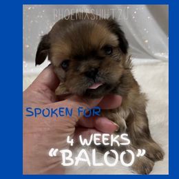 Baloo - Gold male Shih Tzu puppy in Hayden, Idaho from Phoenix Shih Tzu