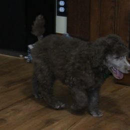 Poodle Puppies from RK'S Pets