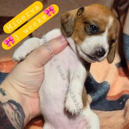 Minerva - Piebald female Dachshund puppy in Harrodsburg, Kentucky from Wayward Home Dachshunds