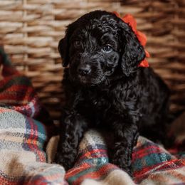 Lily - Black Goldendoodle puppy in Morrow, Ohio from RemiRoodles