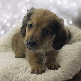 Cream sable male - Sable male Dachshund puppy in Glen St Mary, Florida from Little Pawz, LLC