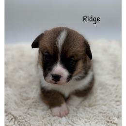 Ridge - Red male Pembroke Welsh Corgi puppy in Zwingle, Iowa from Morehead Family Dogs
