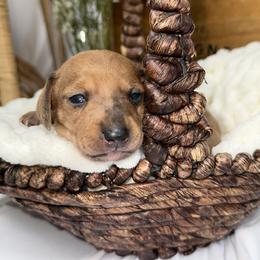 Fox - Red male Dachshund puppy in Atwater, California from Jes & 3 weens