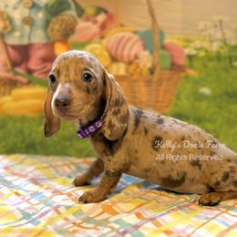 Chocolate and Tan Dapple Female Smooth Purple Collar - Chocolate and tan female Dachshund puppy in Cleveland, Tennessee from Kelly's Doxie Farm