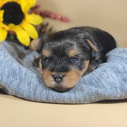 Green collar boy - Black and tan male Yorkshire Terrier puppy in Jacksonville, Florida from Yorkieology