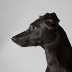 Scout - Sporty Mix