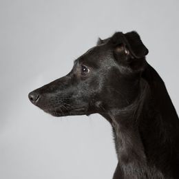 Scout - Sporty Mix
