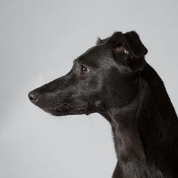 Scout - Sporty Mix