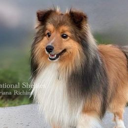 Shetland Sheepdogs and Toy Shetland Sheepdogs from Sensational Shelties